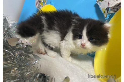 成約済の大阪府のスコティッシュフォールド-68346